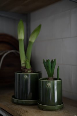 Gröna stengodskrukor med fat fyllda med julblommor på en köksbänk.